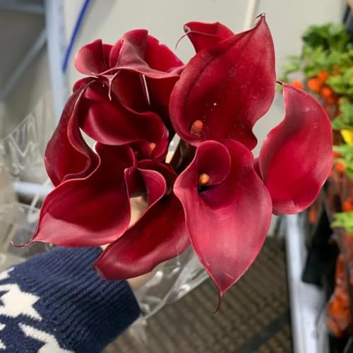 15 pezzi bulbi calla perenne - resistenti all'inverno per balconi, in resistenti, bulbo di alcatraces bulbi primavera