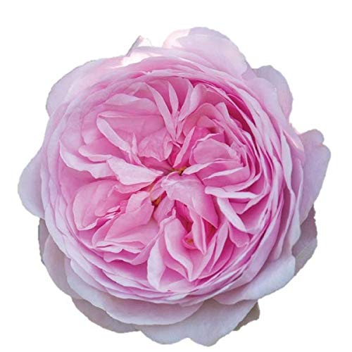 Amazon | バラ苗 【オリビアローズオースチン】 (大苗) シュラブ