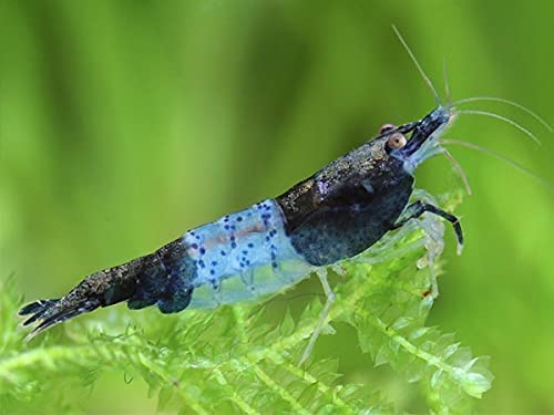 10 Neocaridina Freshwater Aquarium Shrimps 14 to 12 inch Long. Live Arrival Guarantee (Blue Rili)