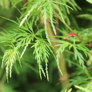 Upright Green Laceleaf 'Seiryu' Japanese Maple
