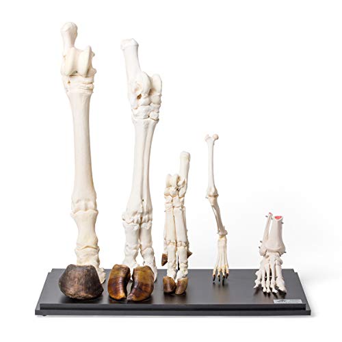 Image of 3B Scientific GmbH T300241 Comparison of Mammals Hind Limbs