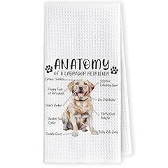 Yellow Labrador Retriever