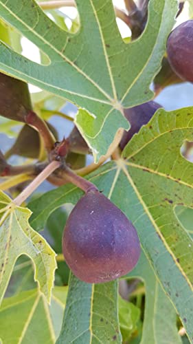 Ficus carica FIGALITY® 'Little Miss Figgy' / Figuier nain à fruit noir/Conteneur de 3 à 4 litres/Touffe