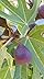 Ficus carica LITTLE MISS FIGGY® 'LMF01' / Figuier nain à fruit noir/Ecomotte/Arbuste Fruitier