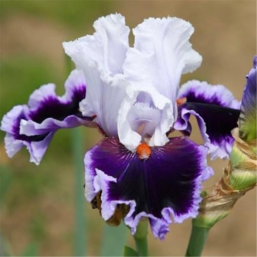 Bulbos de iris, iris tolerantes al frío y a la sequía, fáciles de mantener, purifican el aire y embellecen el medio ambiente.-4Bulbos-A