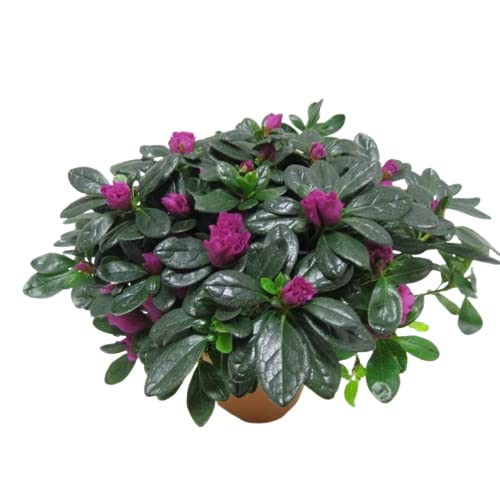 Azalea Planta Natural: El Complemento Ideal para tus Ambientes Interiores y Exteriores