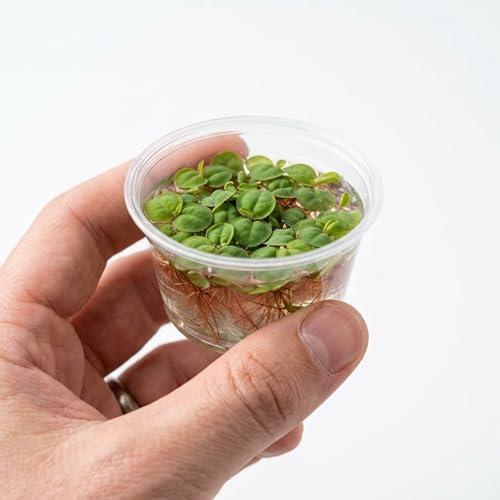 Canton Aquatics Red Root Floater Phyllanthus Fluitans (2 Ounce Portion 1 Portion)