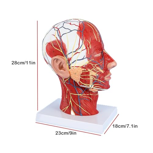 Modèle neurovasculaire demi-tête de haute précision anatomique AMITD 1:1 - 6