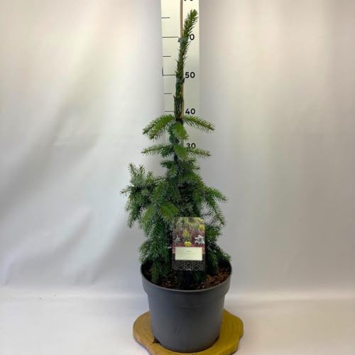 Picea omorika Abete Pendula Bruns Peccio Serbo piangente pianta in vaso ø30 cm h. 70/90 cm FOTO REALI Vivaio di Castelletto