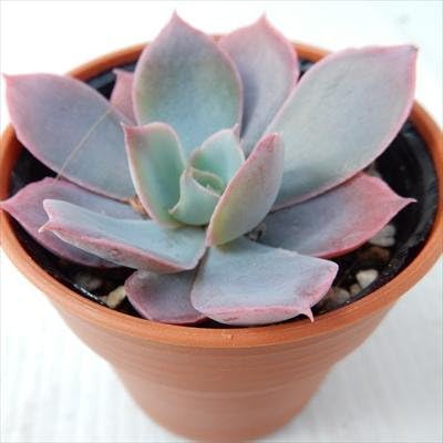 Amazon Hmエケベリア ピンキー 多肉植物 エケベリア 6cmポット 観葉植物 オンライン通販