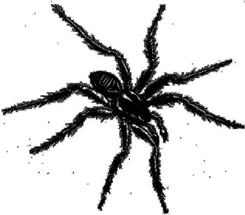 Tarantismo Odyssey Of An Italian Ritual (Gatefold)