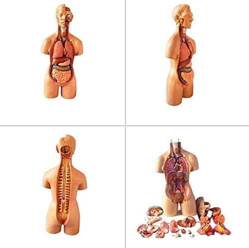 Amazon.co.jp: 人体模型体幹55 Cm内臓解剖医学解剖、医学訓練身体解剖