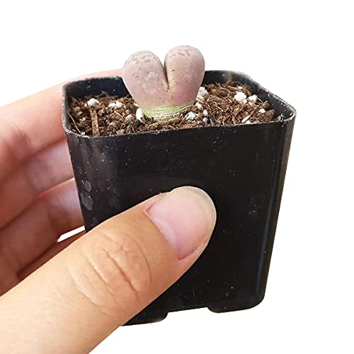 Lithops Living Stones 2 Inch - Healthy Succulent Rare & Unusual Live Easy Care Indoor House Plant, Fully Rooted In 2/4/6 Inch Sizes #TOP2