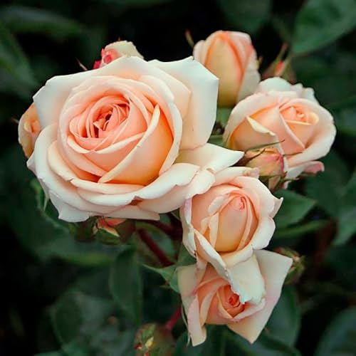 Lady Capri®, rosa viva di Rose Barni®, rosa in vaso rifiorente, fiori grandi a coppa, profumo intenso, colore crema albicocca, cod. 71352