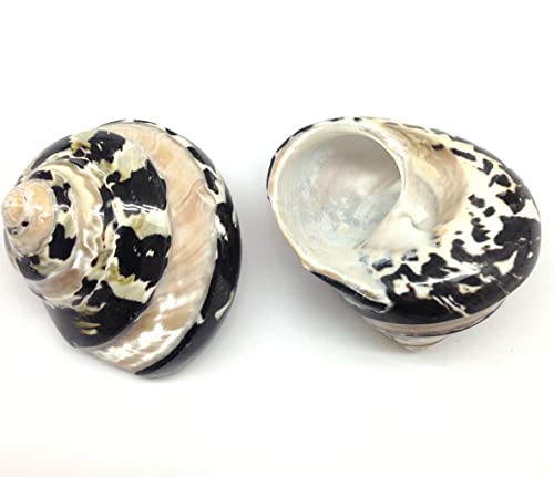 Image of PEPPERLONELY 2 PC Polished Black Banded Arapica Turbo Sea Shell, Magpie Turbo Sea Shell, Hermit Crab Sea Shells, 2 Inch ~ 2-1 /2 Inch