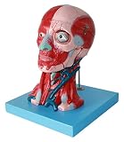 ROSG Anatomiemodell, Wissenschaftliche Modelle der menschlichen Anatomie, Kopf- und Halsmuskulatur, 10-teiliges anatomisches Modell des menschlichen Körpers, Muskellehre (27 x 17 x 21 cm)