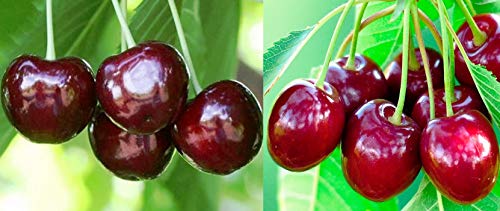Duo Säulenkirsche 2 Sorten Säulen Baum Novela Tamaris rot-schwarze Kirschen