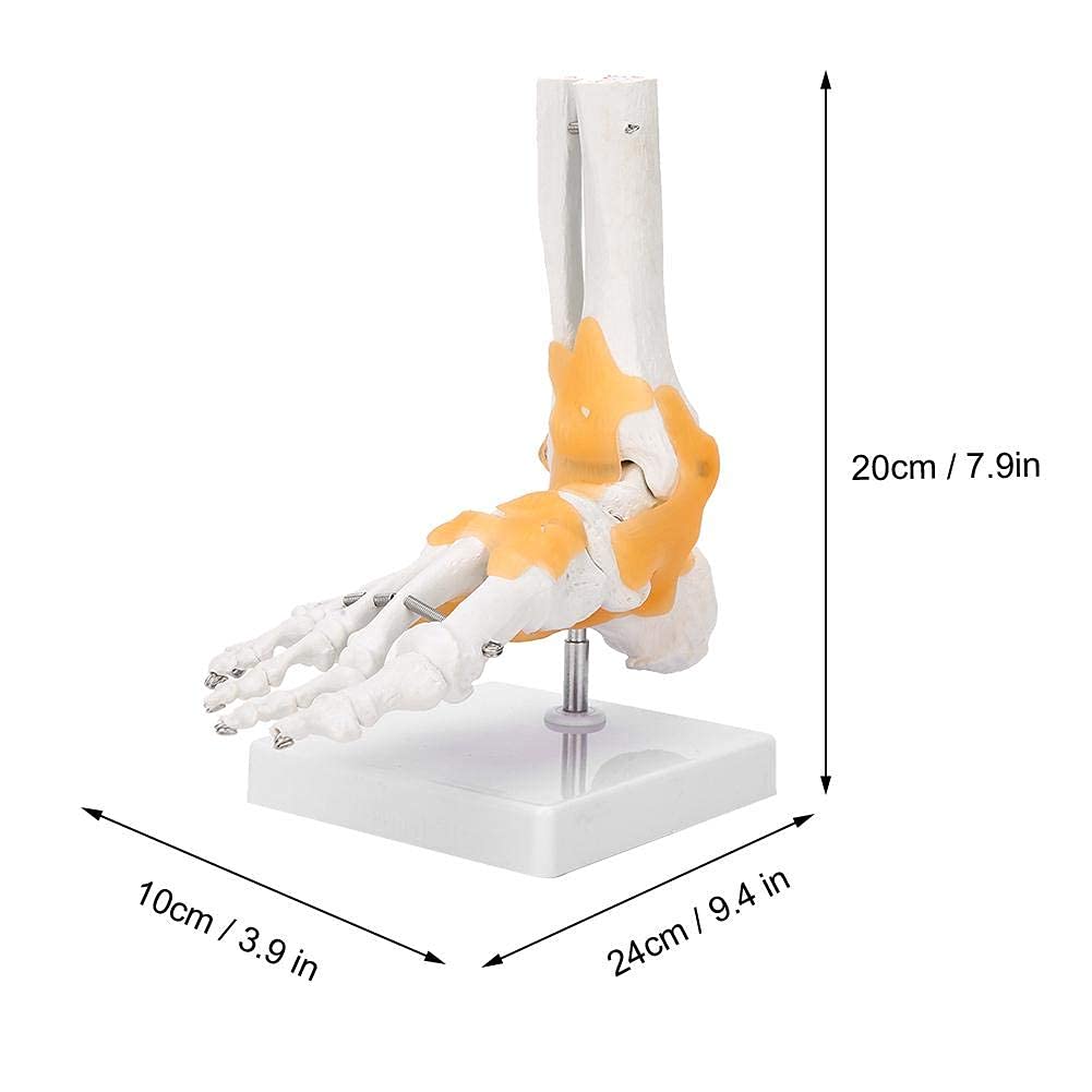 Yctze Modèle Anatomique de Joint de Pied de modèle de Pied, modèle Anatomique commun commun de Cheville de Pied de Ligament de Squelette Humain Adulte
