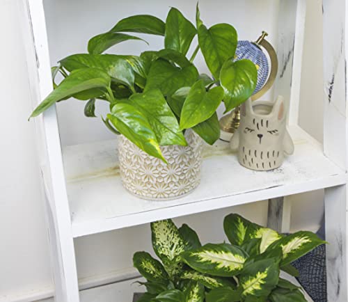 Live Pothos Plants (4PK) Indoor Plants Live Houseplants, Pothos Live Plant House Plants, Money Plant Indoor Pothos Plant Decor, Devils Ivy Trailing Plants Live by Plants for Pets,Black
