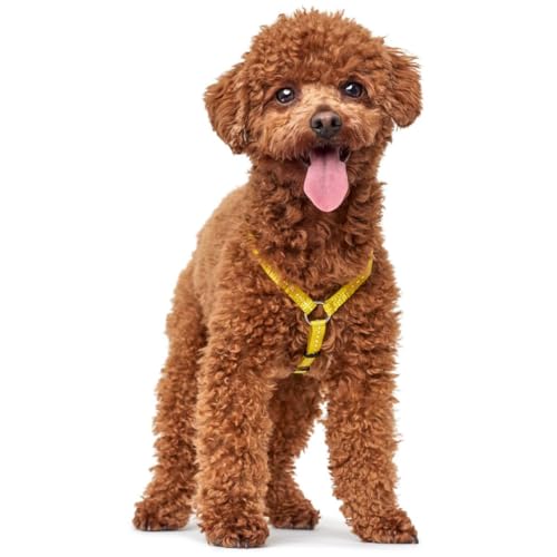 HUNTER TRIPOLI Hundegeschirr, kleine Hunde, Nylon, reflektierend, robust, XS-S, gelb