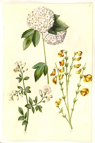 Toile Viburnum Opulus Hans Simon Holtzbecker pour salon élégant