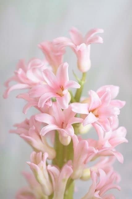 Cloud Farm Rajnigandha/Tuberose Beautiful and Charming Flower Bulb For Home Garden Bulb (Pink, 3 Bulbs), CF_53-image-33