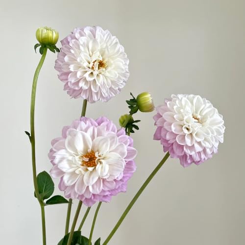 tubérculos de dalia perenne resistente - Dalia - decoración de jardín para exterior bulbos de dalia resistentes balcon de flores decoracion de flores Plantas de balcón resistentes 1pcs