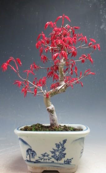 Amazon.co.jp: 盆栽 モミジ（出猩々）（曲付き）の鉢植え盆栽【現品
