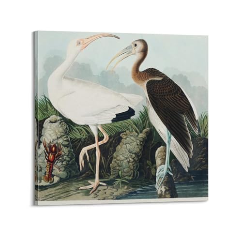 Impression sur toile ibis blanc de John James Audubon déco 50x50 cm