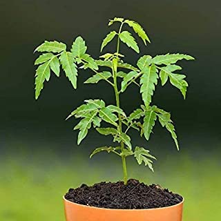 Guruji Plantation Neem Plant Garden Live Plant Nursery Outdoor Living Plant (Green)