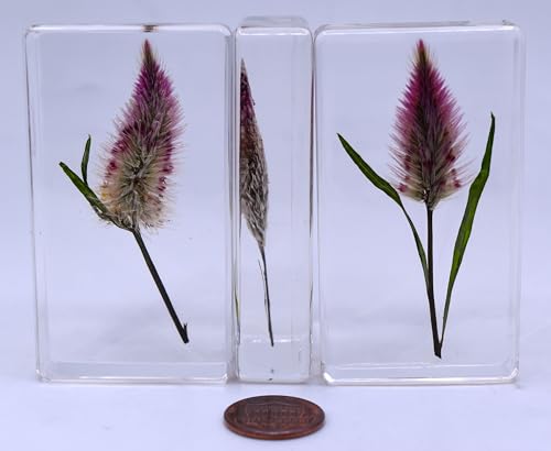 Image of 2.8 inch Real Flamingo Feather Wheat Celosia in Crystal Clear Lucite Resin Paperweight Botanist Herb Herbarium Collection Mother's Day, Anniversary, Wedding Gift Botany Ornament Display Paperweight