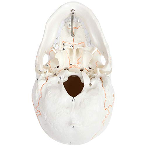 Axis Scientific Numbered Human Skull Model Bundle, 3 Part Life Size Replica, Removable Calvarium (Skull Cap), Mandible (Jaw) And 55 Numbered Features, Includes Detailed Study Guide #TOP7
