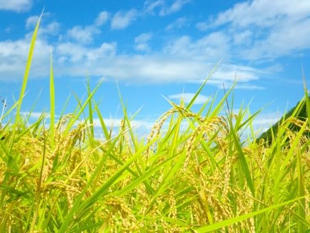 Amazon.co.jp: 令和7年産 無農薬 福井県産 1級 コシヒカリ 30kg 玄米