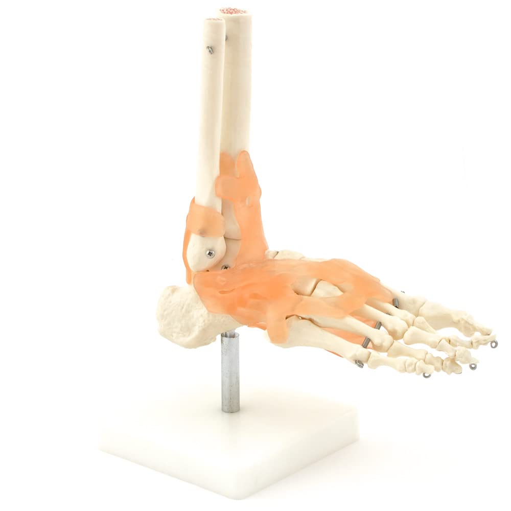 Kay Kay Industries Human Foot Joint Model Show Movement, Anatomically Accurate, Orthopedic Model (B07X5WQQW8) Amazon Price History, Amazon Price Tracker