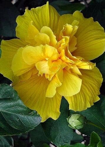 20 semillas de hibisco amarillo doble flores perennes flor flor flor jardín árbol