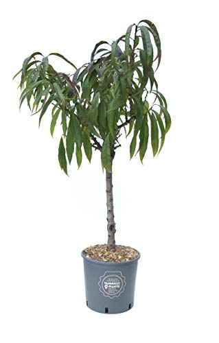 Pesco nano in vaso, Vannucci Piante, Pianta da terrazzo, Prunus persica, Albero da frutto nano, Pianta da esterno