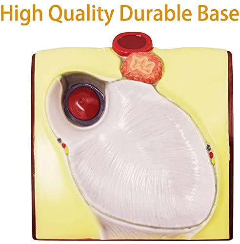 2022 Newest Design Life Size Human Heart Model,2-Parts 1:1 Anatomical Heart Model On Diaphragm and Pericardium Base,34 Anatomical Structures Teaching Science Models for Classroom and Cardiology Study