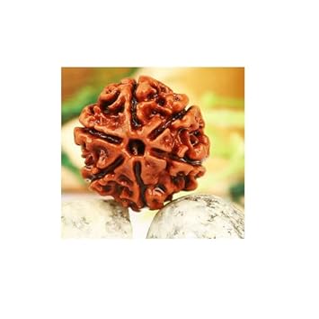 DeepMines Natural Brown 6 Original Certified Nepal Bead Six Face Rudraksha Silver Capped Cheh Mukhi Shanmukhi Rudraksha for Worship Or Wearing