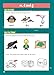 New English Activity Book for Ages 3-4 (Preschool) (CGP Primary Fun)