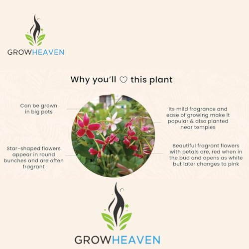 Image of live plants (MADHUMALTI FLOWER PLANT)