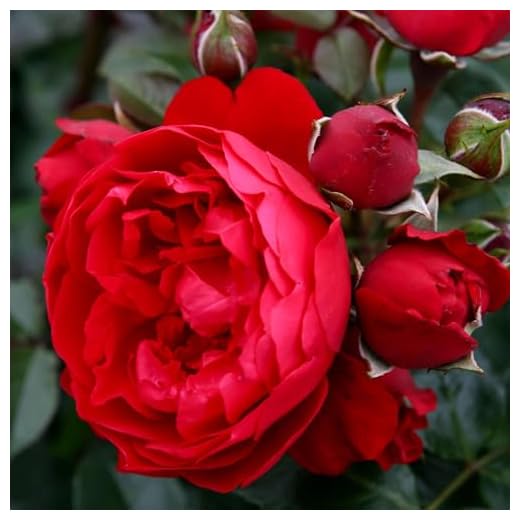 Kolorscape® Florentina Climber Rose by Heirloom Roses - Red Climbing Rose Live Plant, Live Plants for Planting Outdoors