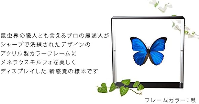 Amazon.co.jp: 蝶の標本 メネラウスモルフォ Morpho meneraus モルフォ