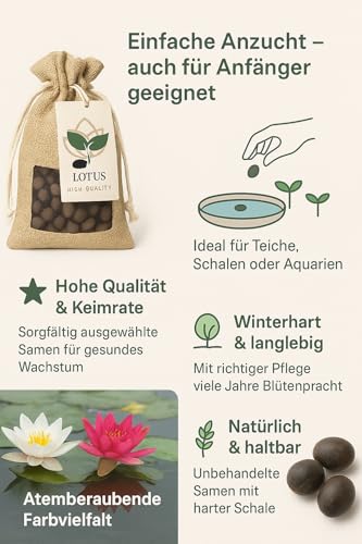 30 Premium Lotus Samen – Nelumbo Nucifera | Winterhart & Hochwertig | Für Indoor & Outdoor Teiche, Schalen & Garten – Einfache Anzucht, Exotische Lotusblumen
