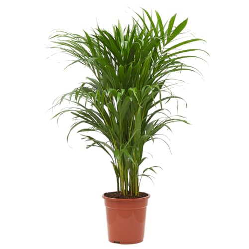 Verdecora Areca Maceta 4 Litros - Palmera Bambú - Planta Natural Tropical | Palmera Amarilla, Palma de Frutos de Oro, Reina de las Palmas, Interior y Exterior, Natural