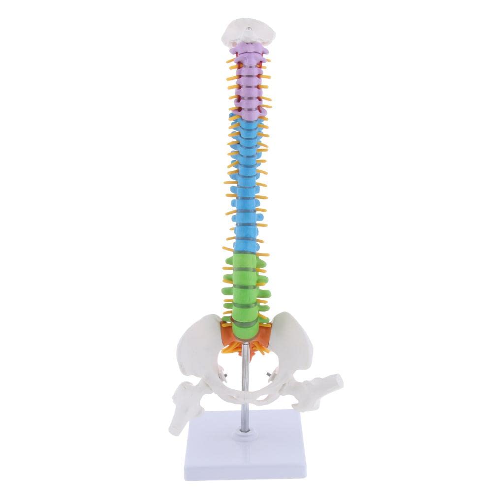 ATORSE™ Advanced Human Vertebral Column Model Anatomical Spine