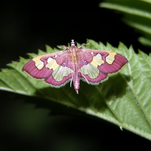 Ep. 576 - Of Micro Moths & Plants