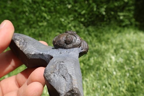 Image of Trilobite Fossil Phacops Trilobite Fossil Trilobites Rock Trilobite Fossils from Morocco Devonian Fossil A270