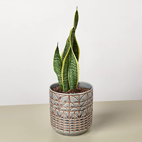 House Plant Shop | Snake Plant \'Laurentii\'| Live Indoor Plant | Easy to Care | Natural Décor Plant | Great Gifts| Free Care Guide