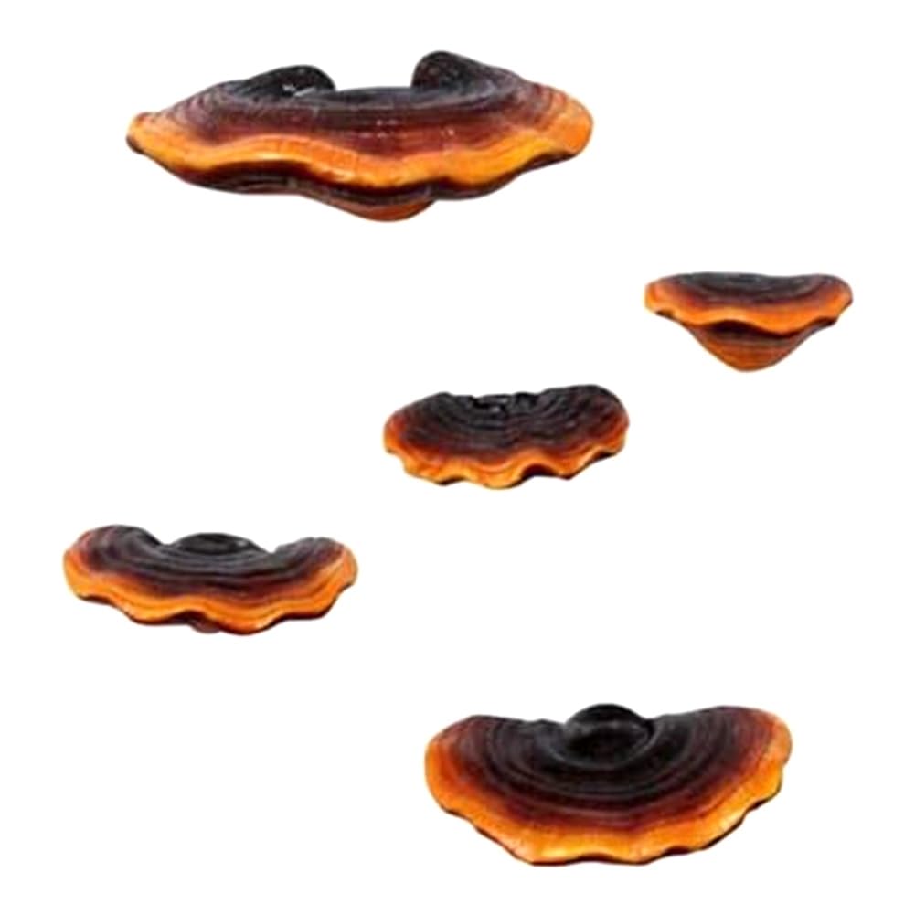 CTRLZS Set of 5 Mushroom Shelf Wall Decor Small Wall Shelf As Shown Resin for Bedroom Mushroom Decor Floating Shelves