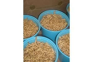 BITE ME WAXWORMS Wholesale Live Waxworms for Reptiles and More